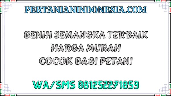 Benih Semangka Terbaik Harga Murah Cocok Bagi Petani